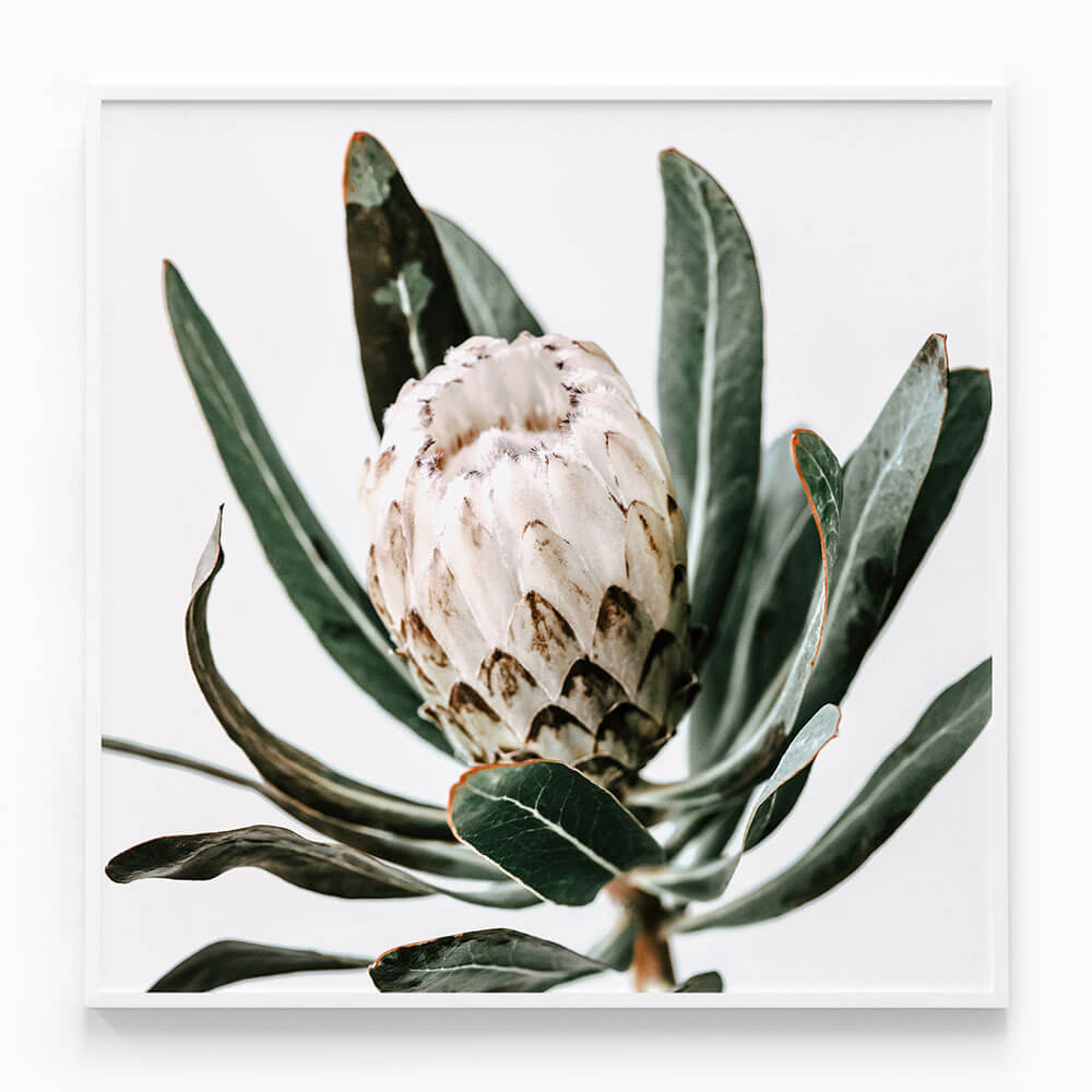 Cool Protea