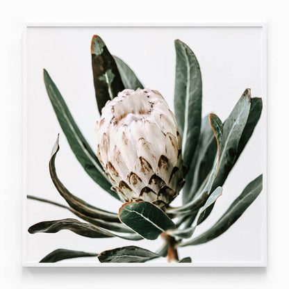 Cool Protea