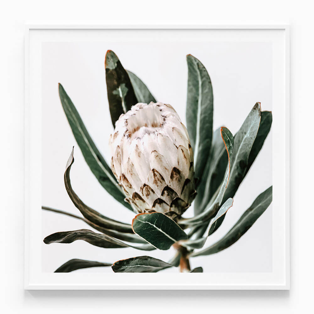 Cool Protea
