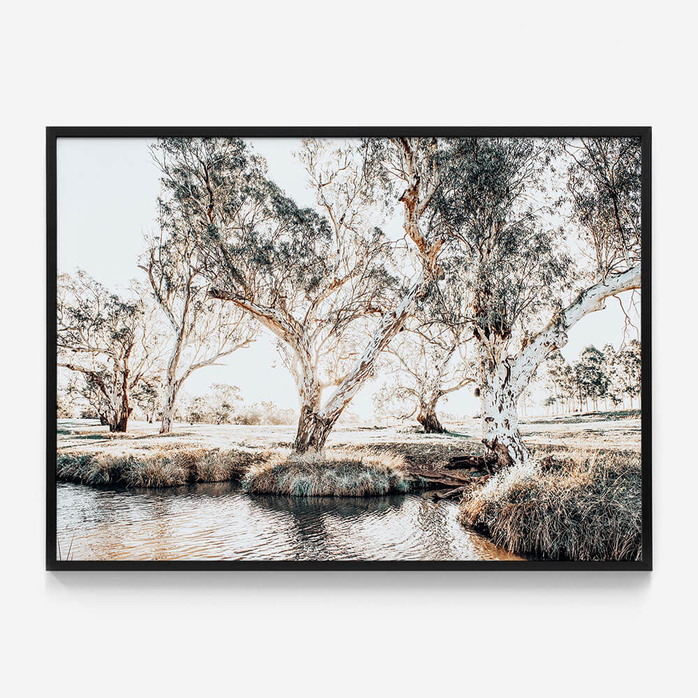 Creekside Gum Trees