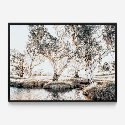 Creekside Gum Trees