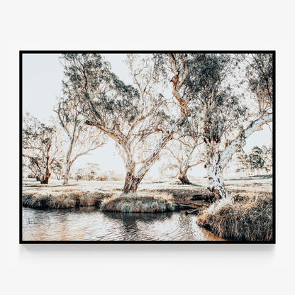 Creekside Gum Trees Canvas