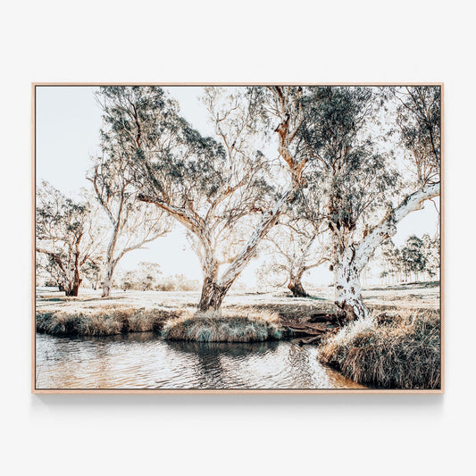 Creekside Gum Trees Australian landscape photo canvas wall art wprint ith oak float frame