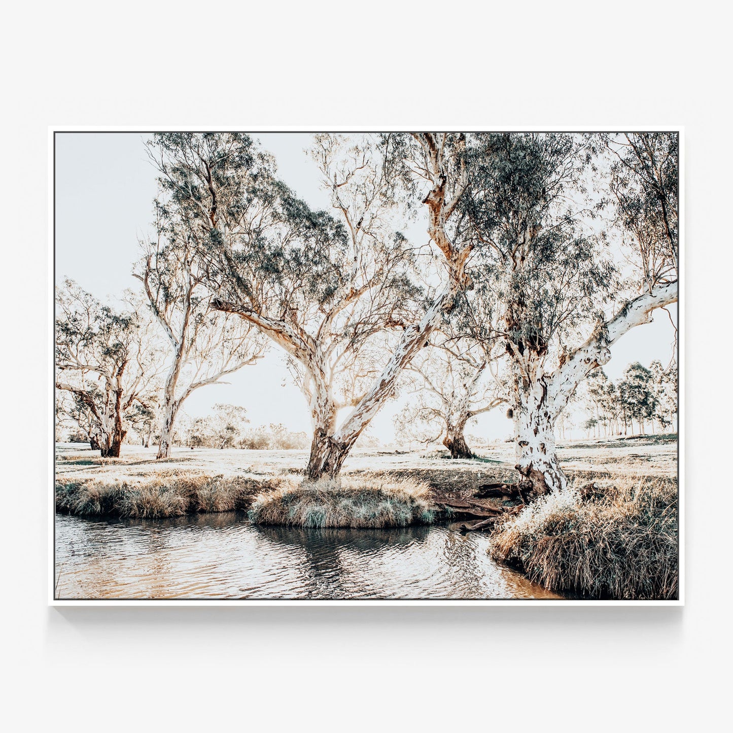 Creekside Gum Trees Canvas