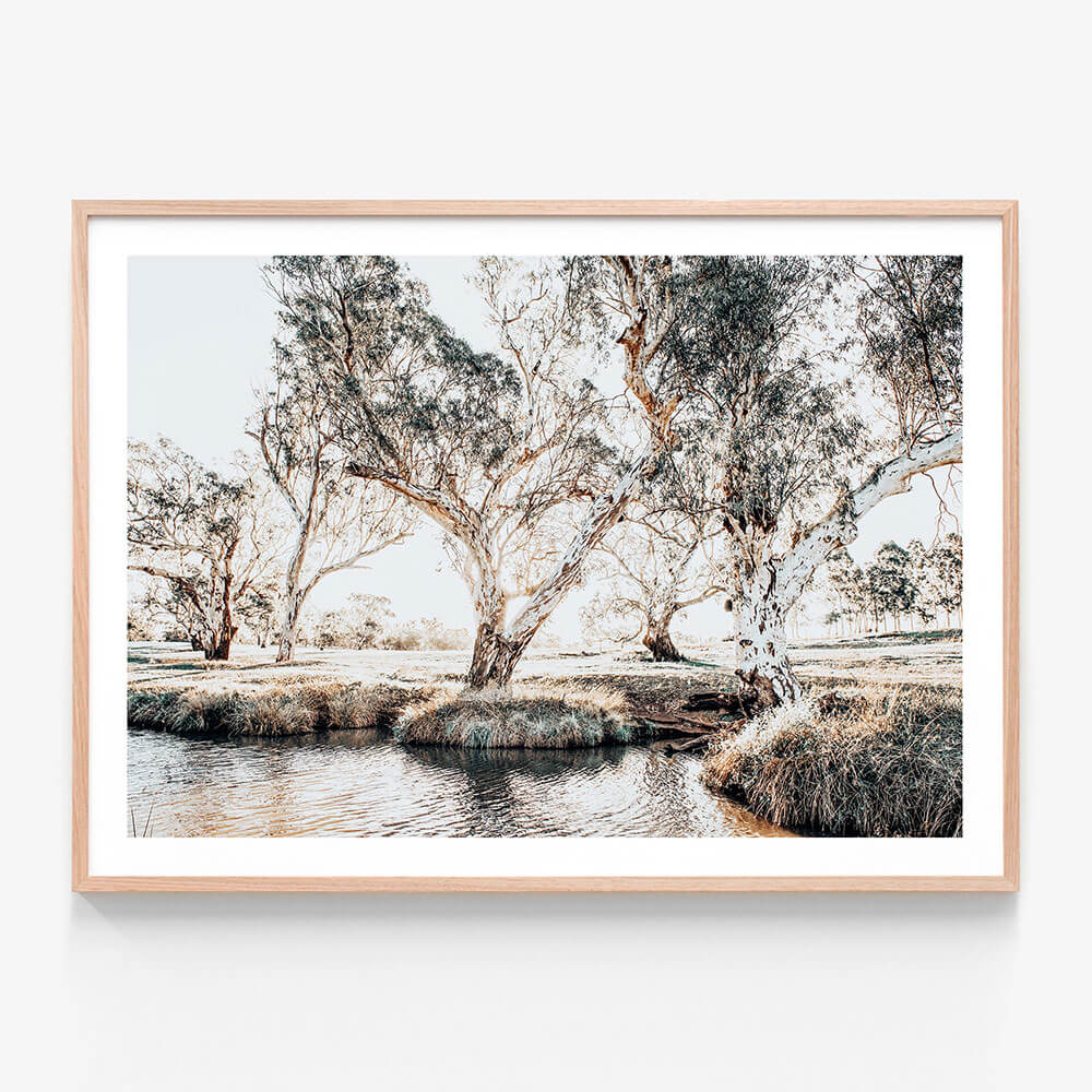 A framed print featuring the Australian landscape with Creekside Gum Trees 