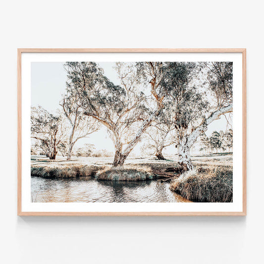 A framed print featuring the Australian landscape with Creekside Gum Trees 