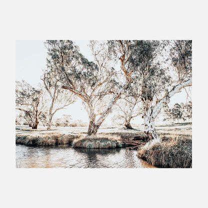 Creekside Gum Trees