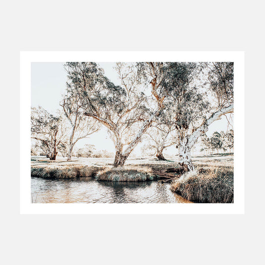 Creekside Gum Trees wall art print