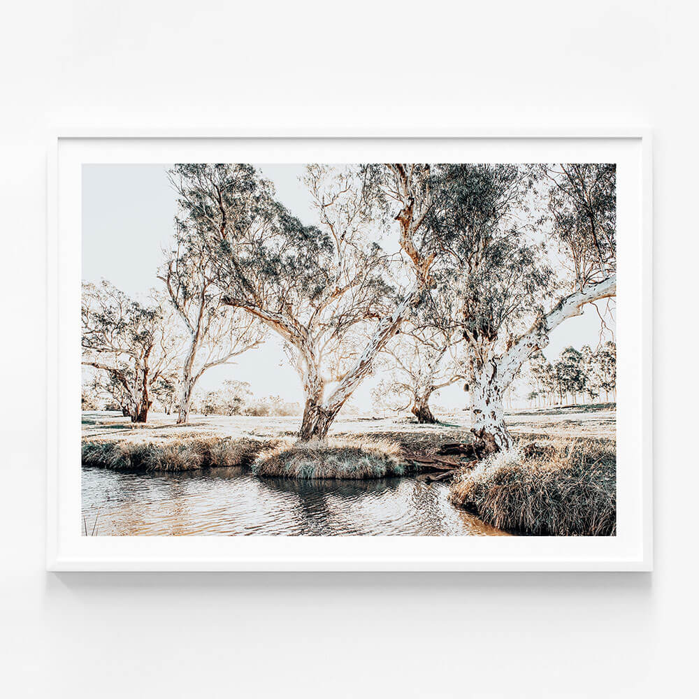 Creekside Gum Trees
