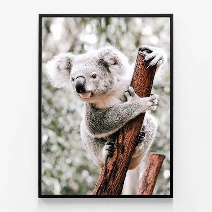 Curious Koala