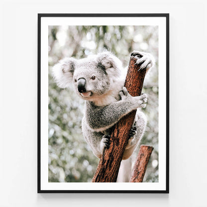 Curious Koala