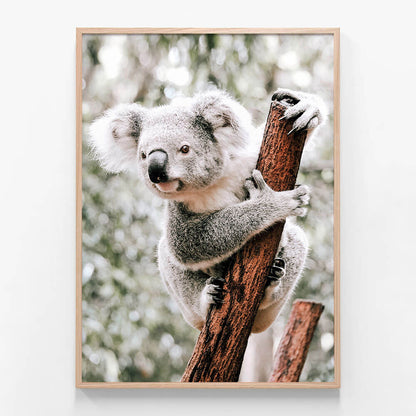 Curious Koala