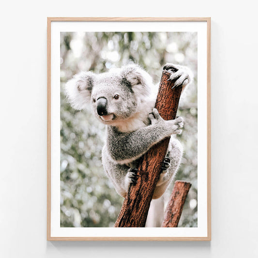 Curious Koala