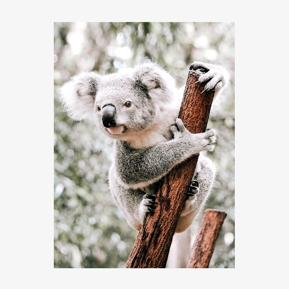 Curious Koala