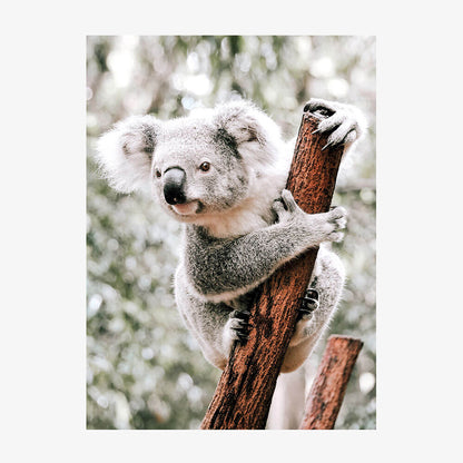 Curious Koala