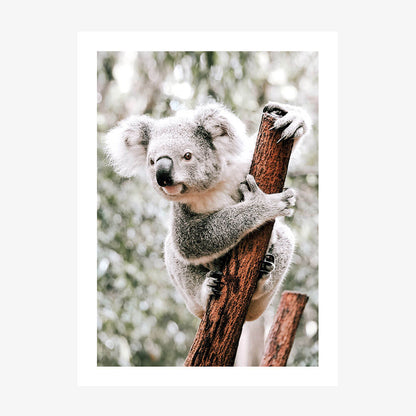Curious Koala