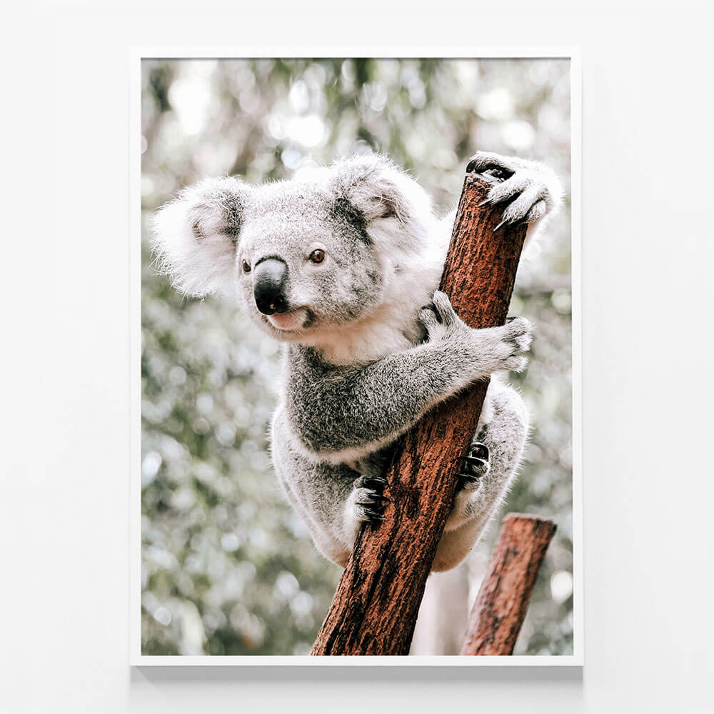 Curious Koala
