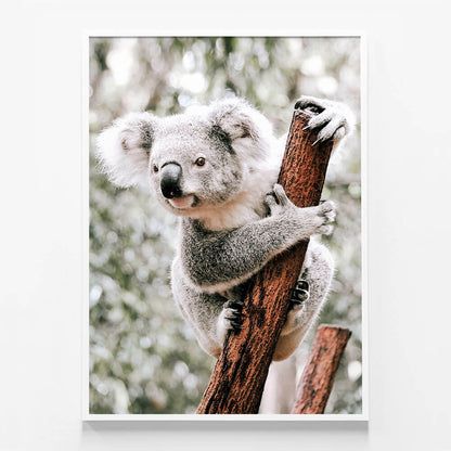 Curious Koala