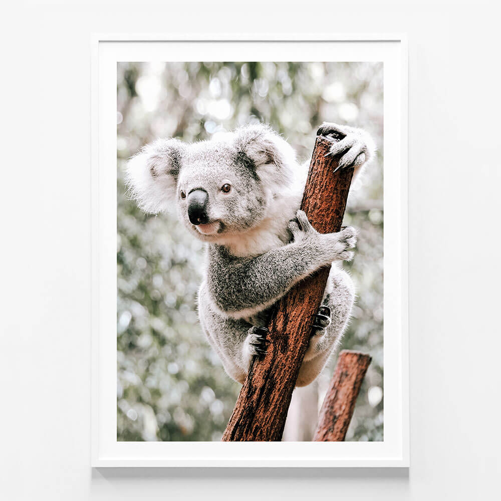 Curious Koala
