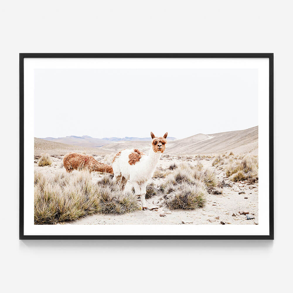 Curious Llama