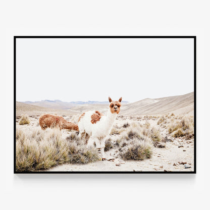 Curious Llama Canvas