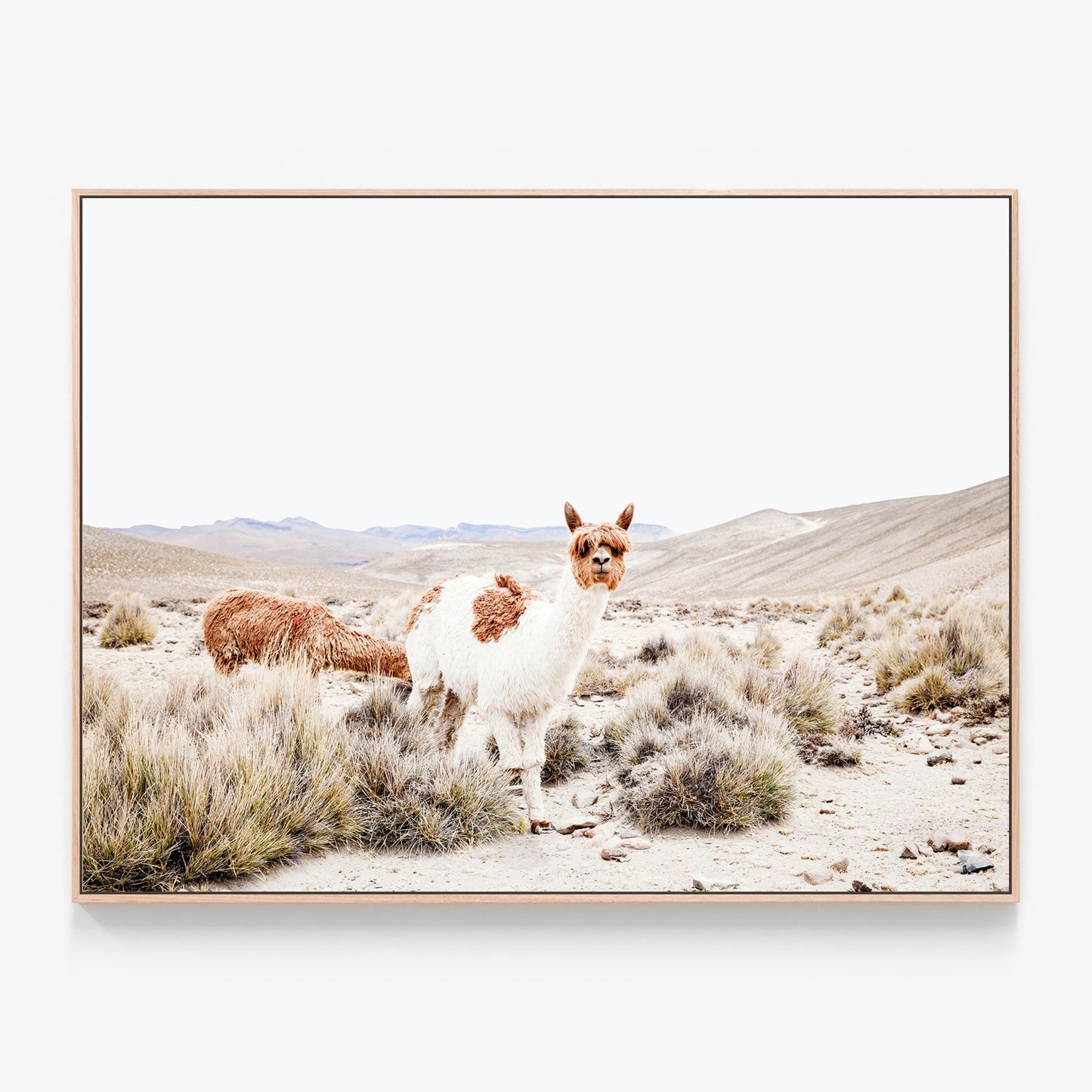 Curious Llama Canvas print in oak frame