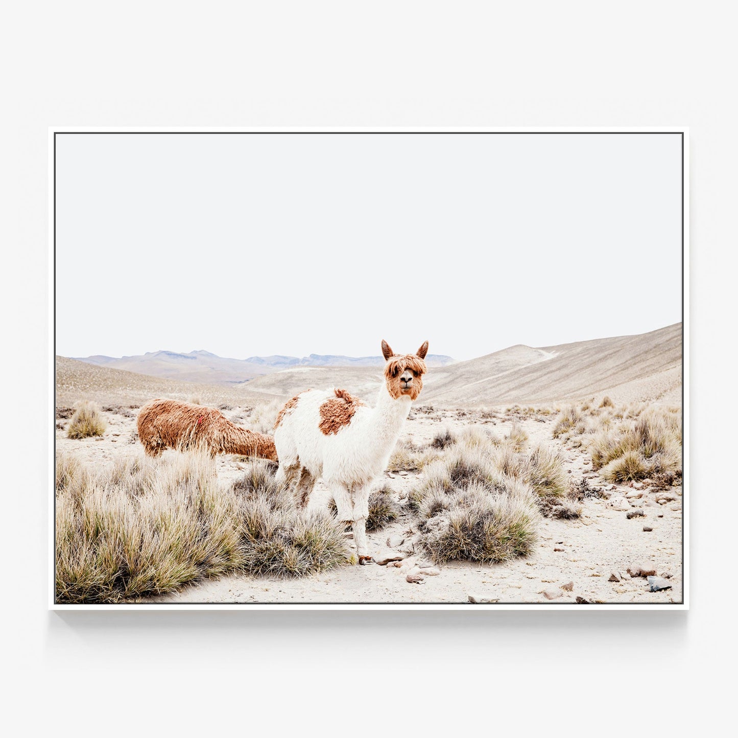 Curious Llama Canvas