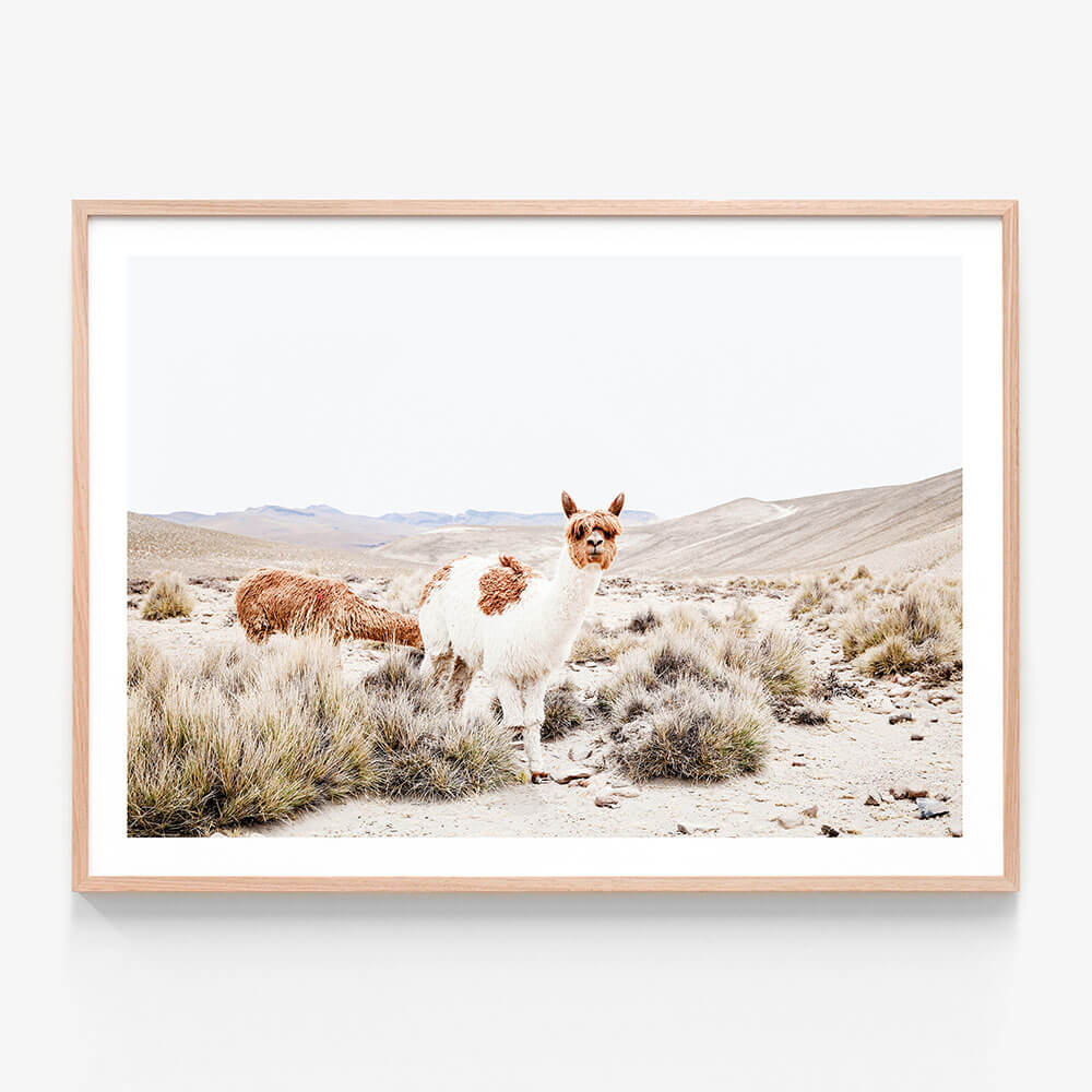 Curious Llama