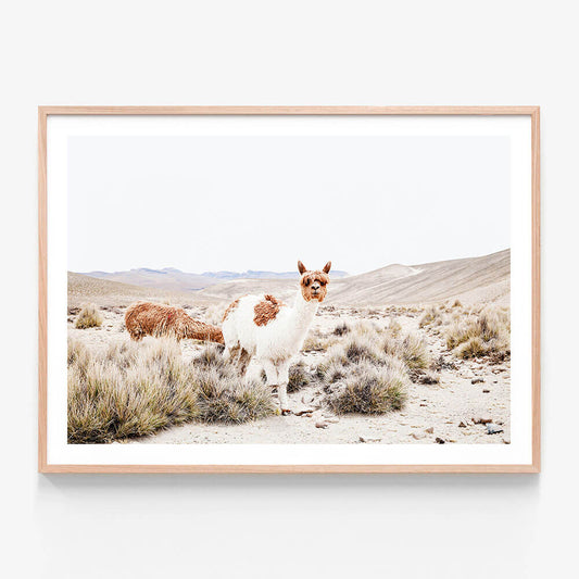 Curious Llama