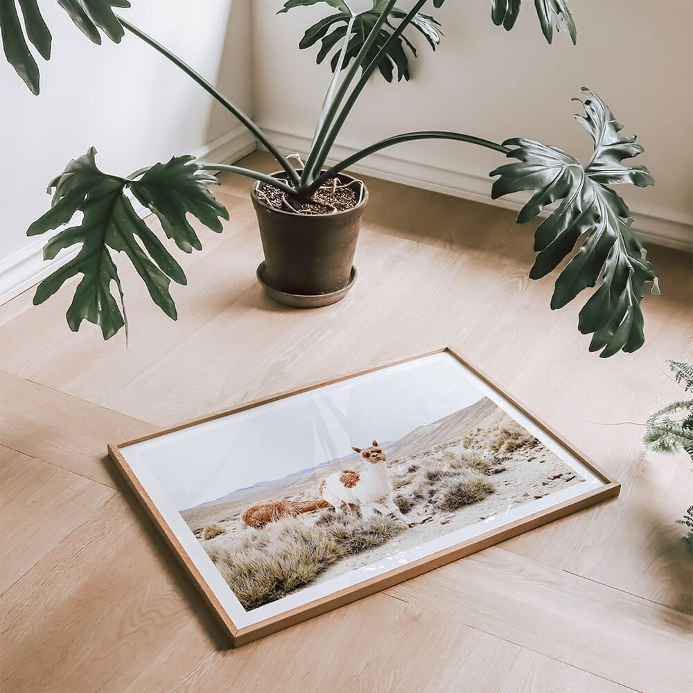 Curious-Llama-Scandinavian-Interior.jpg