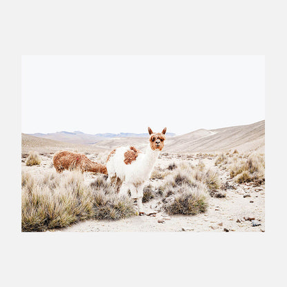 Curious Llama