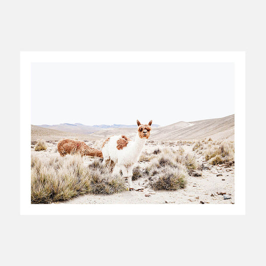 Curious Llama