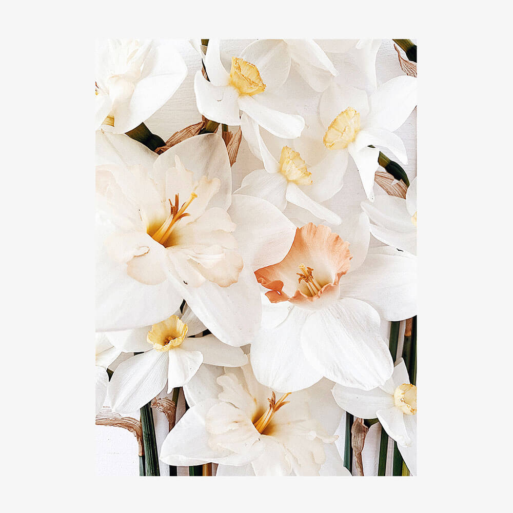 Daffodils No. 2