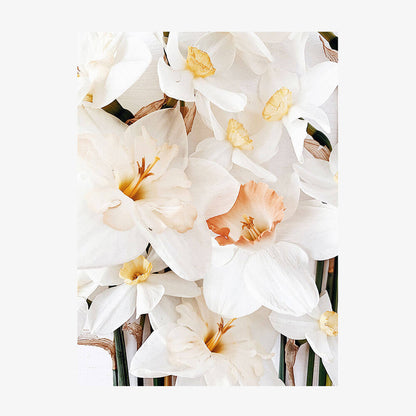 Daffodils No. 2