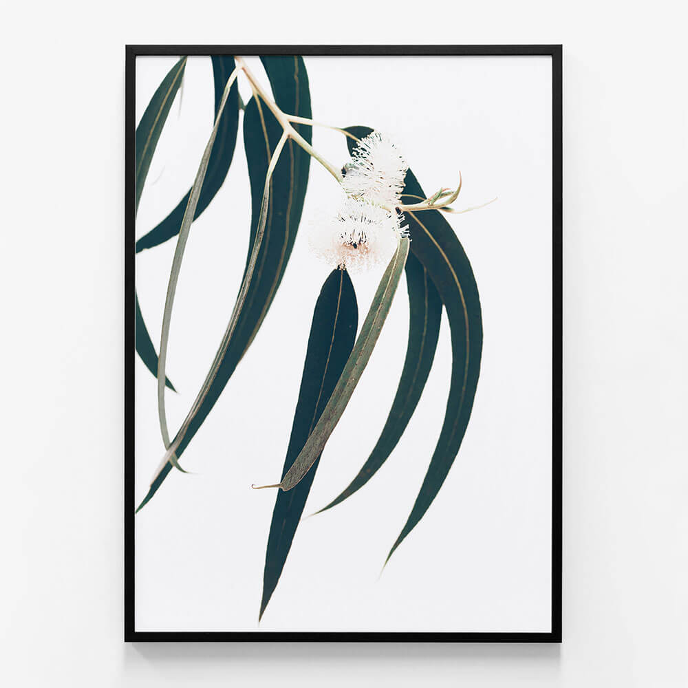 Dark Eucalyptus Leaves