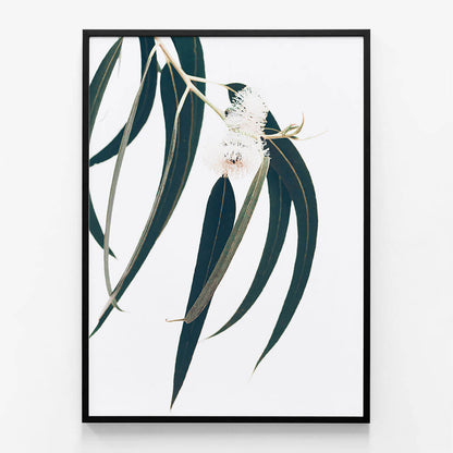 Dark Eucalyptus Leaves