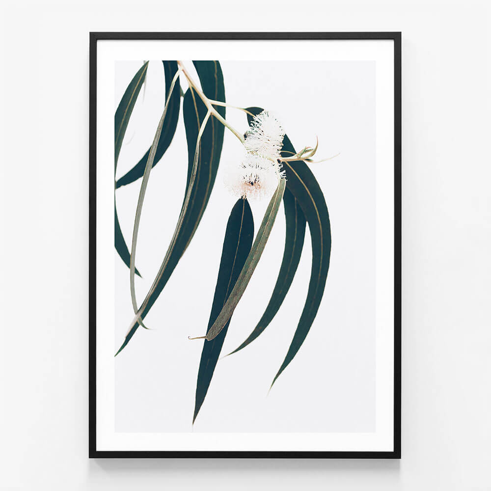 Dark Eucalyptus Leaves