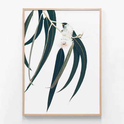 Dark Eucalyptus Leaves