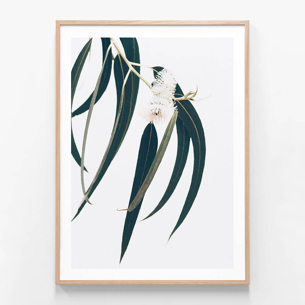 Dark Eucalyptus Leaves