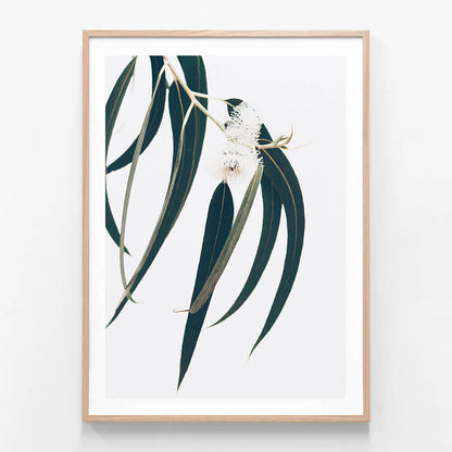 Dark Eucalyptus Leaves