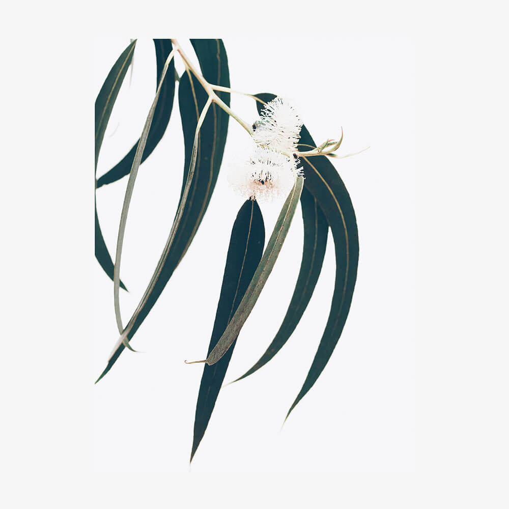 Dark Eucalyptus Leaves