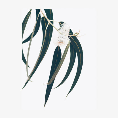 Dark Eucalyptus Leaves