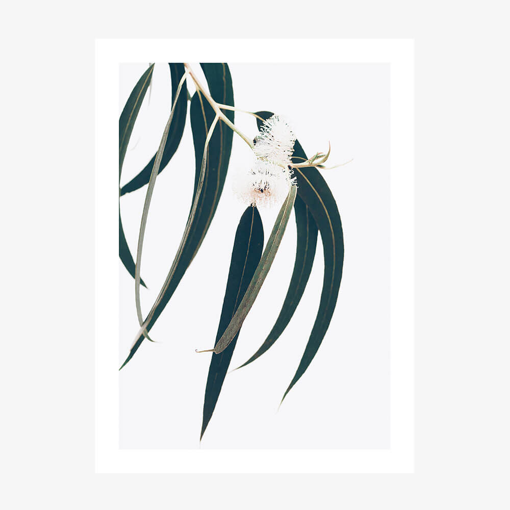 Dark Eucalyptus Leaves