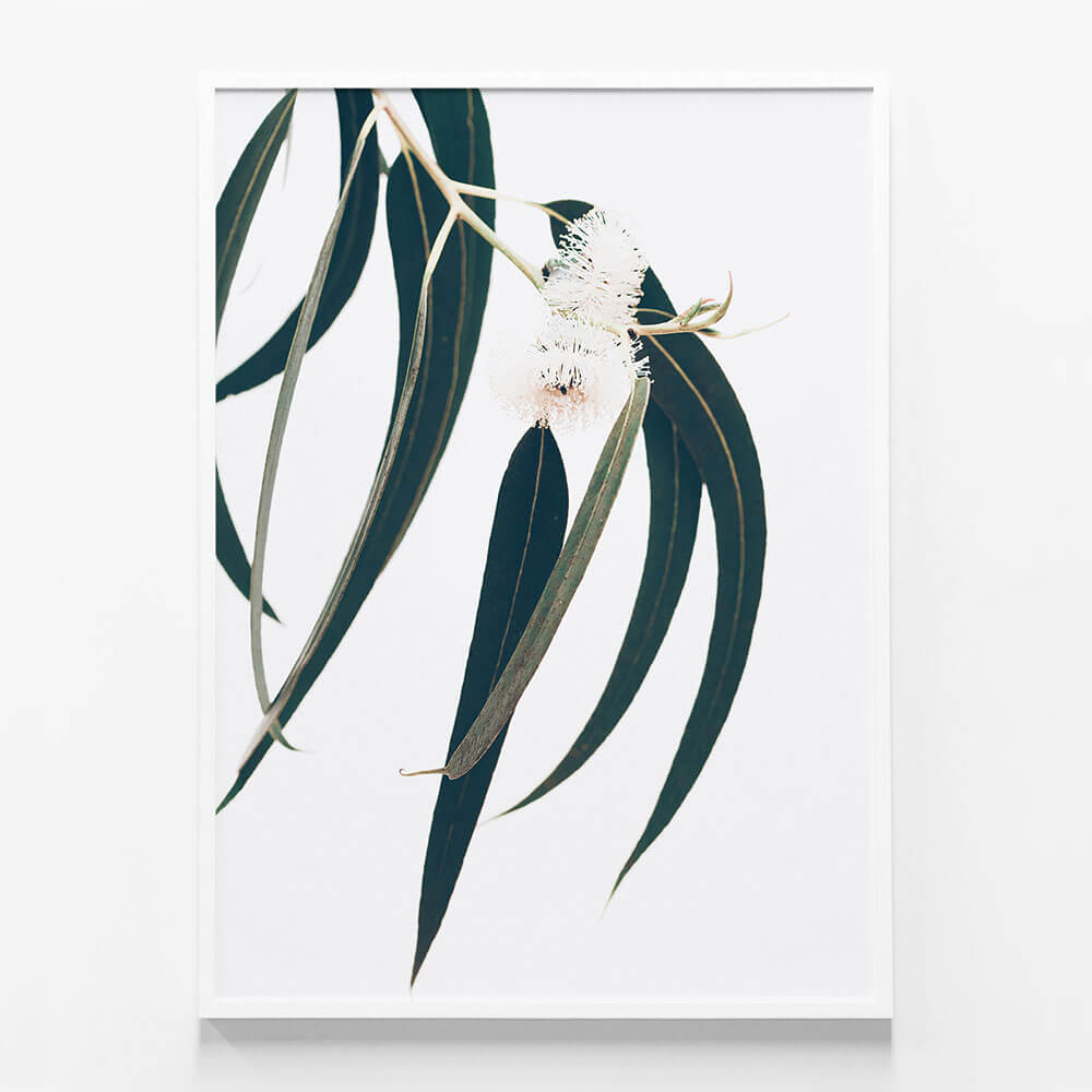Dark Eucalyptus Leaves