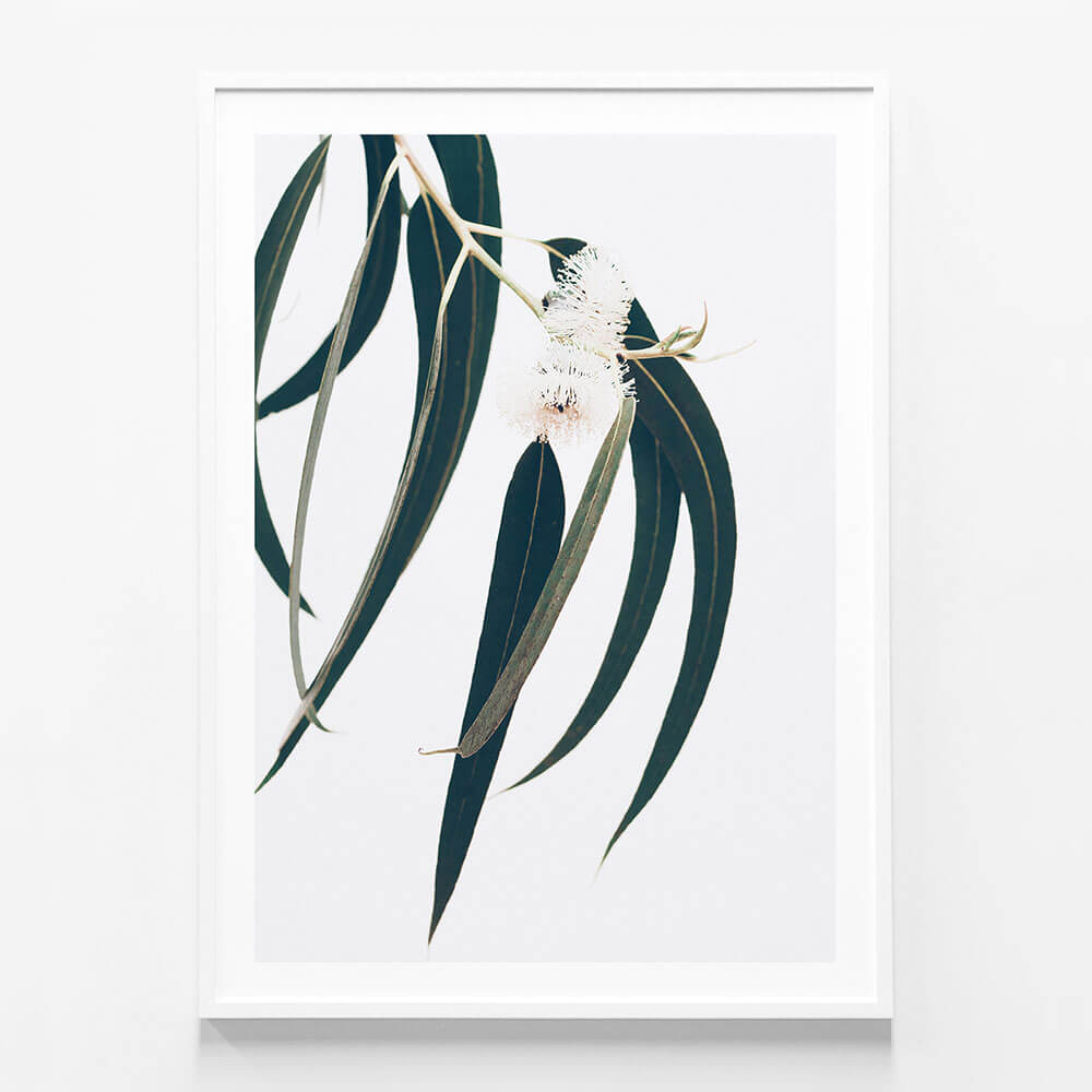 Dark Eucalyptus Leaves