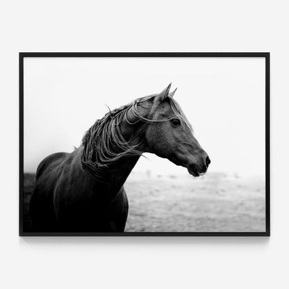 Dark Horse