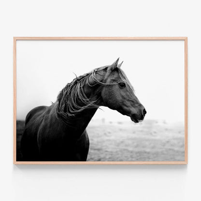 Dark Horse