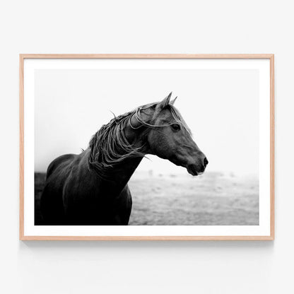 Dark Horse