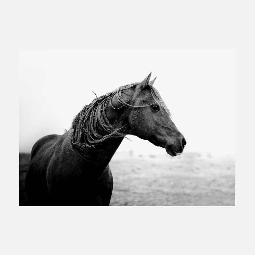 Dark Horse