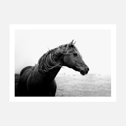 Dark Horse